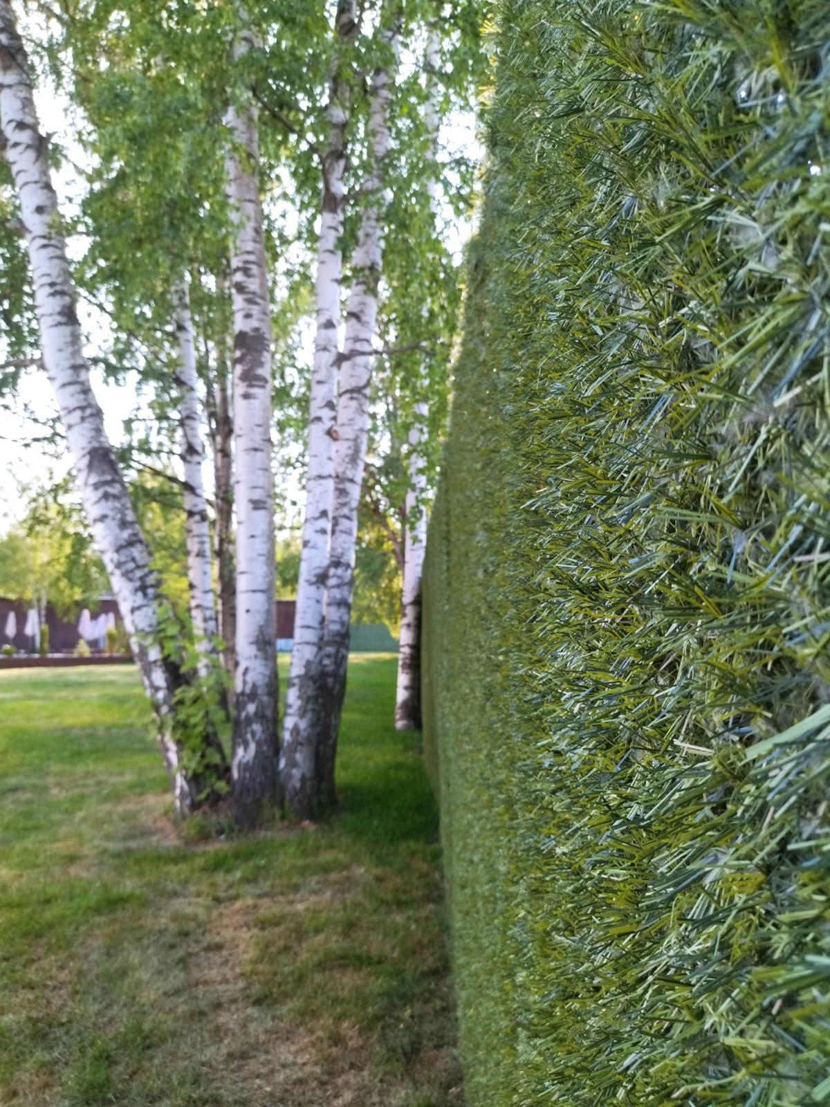 Калифорнийская изгородь на объекте — фото 14